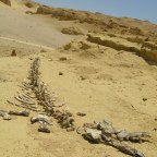 Wadi Hitan: Whales Valley – Egypt