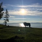 Mongólia Parte II: direção Sibéria